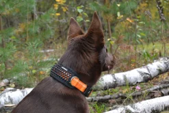 Icepeak Pet CombCollar