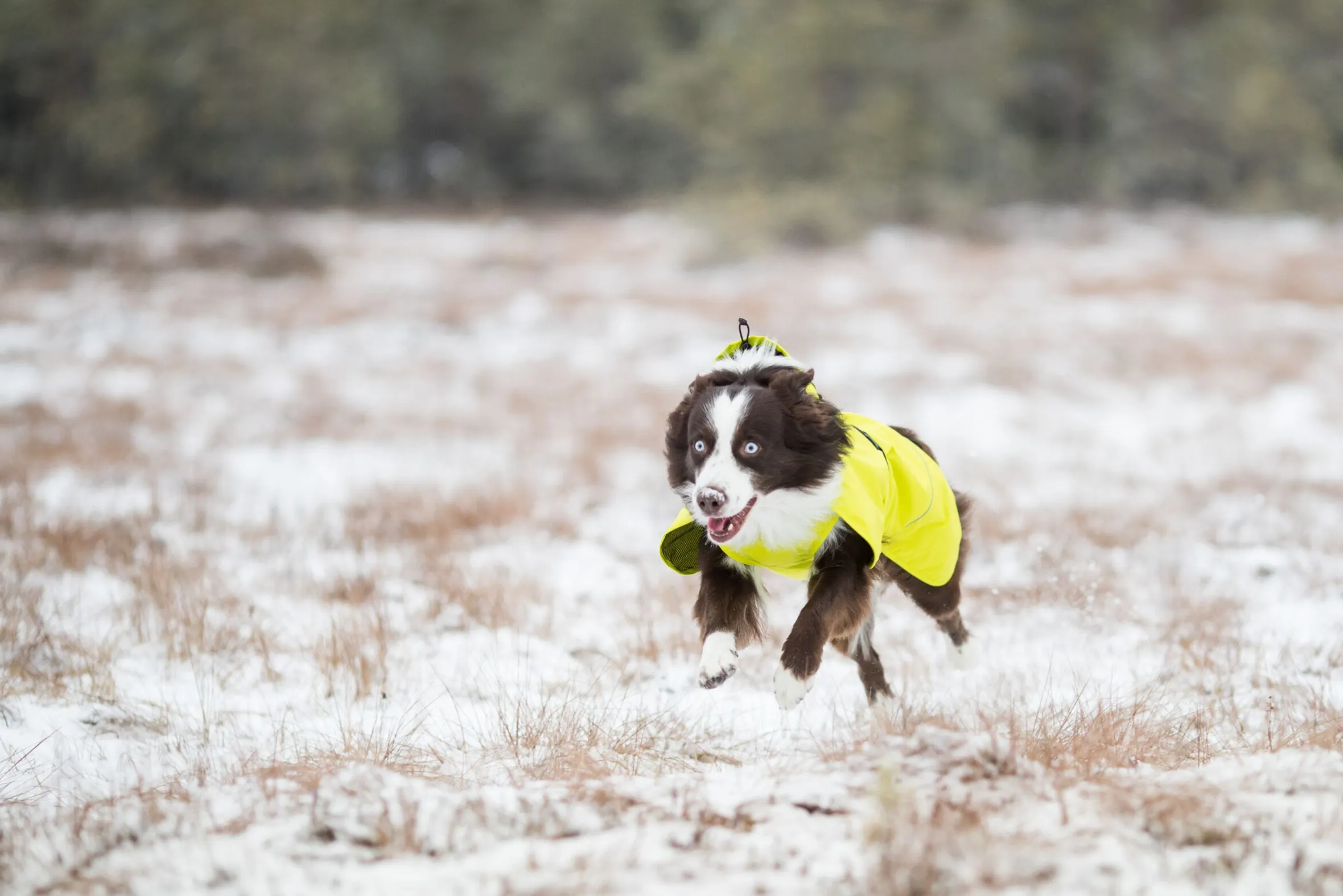 Icepeak Pet Strike raincoat