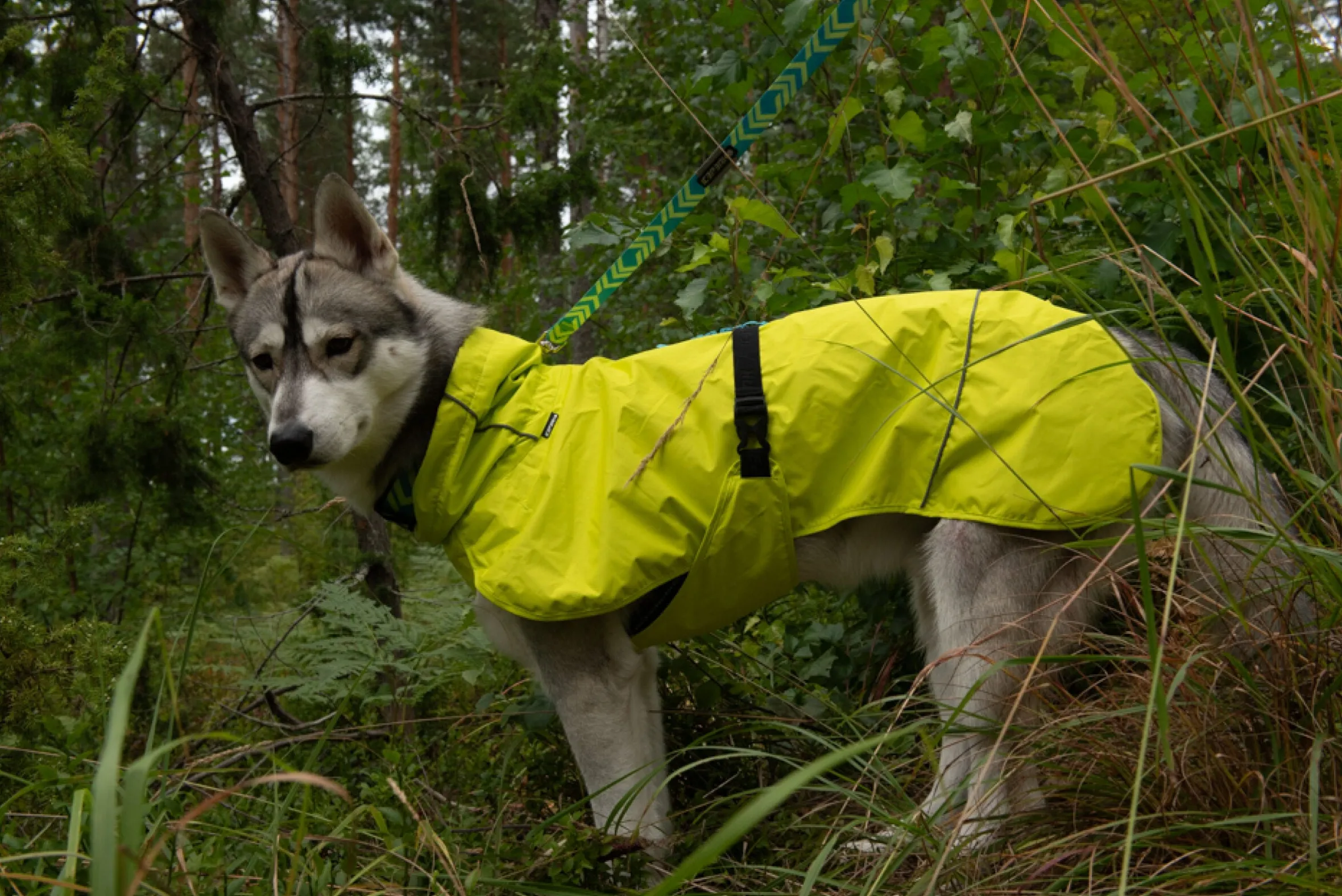 Icepeak Pet Strike raincoat