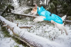 Icepeak Pet Strike raincoat
