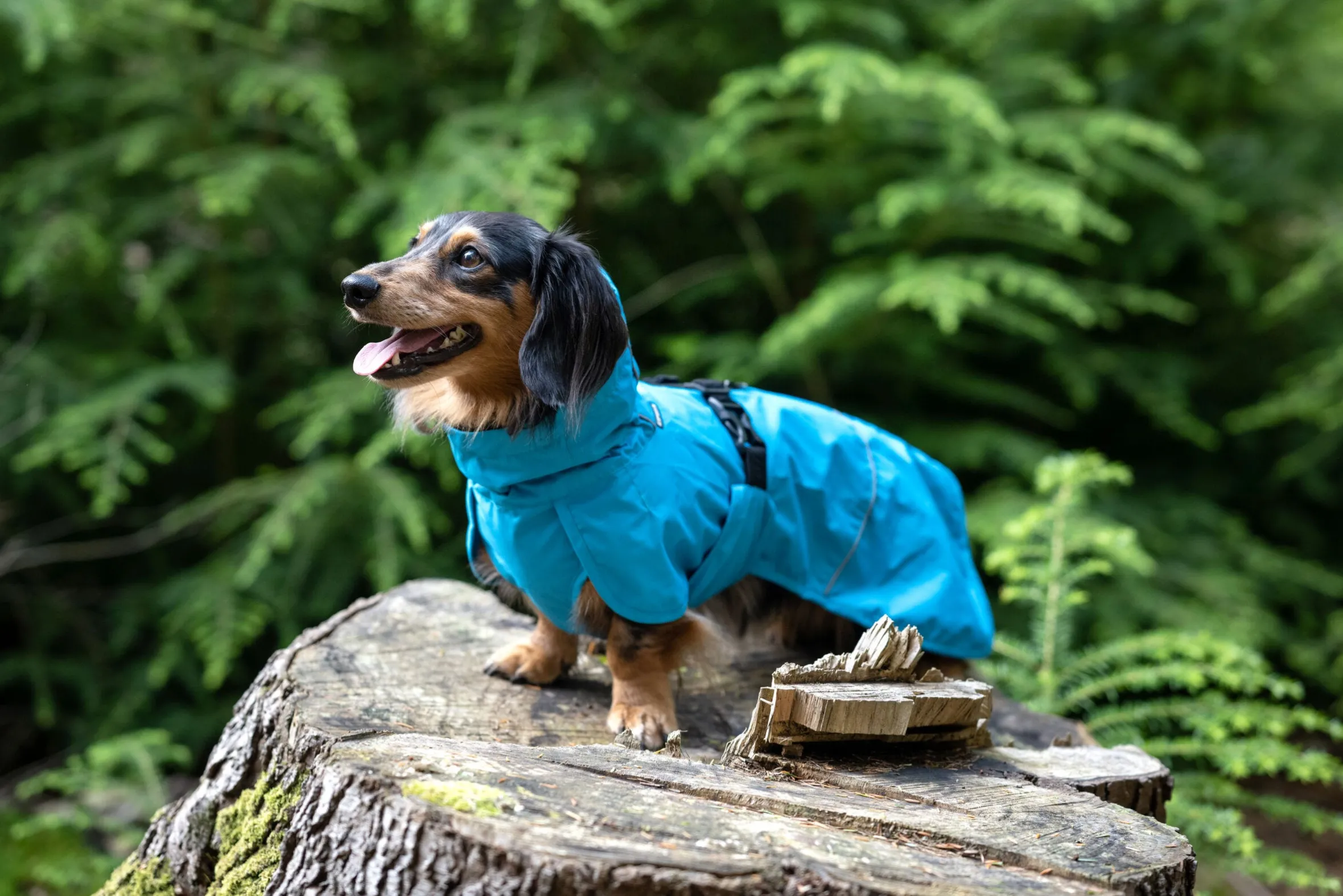 Icepeak Pet Strike raincoat