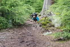 Icepeak Pet Strike raincoat