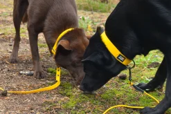 Rukka Pets Biodipro Collar