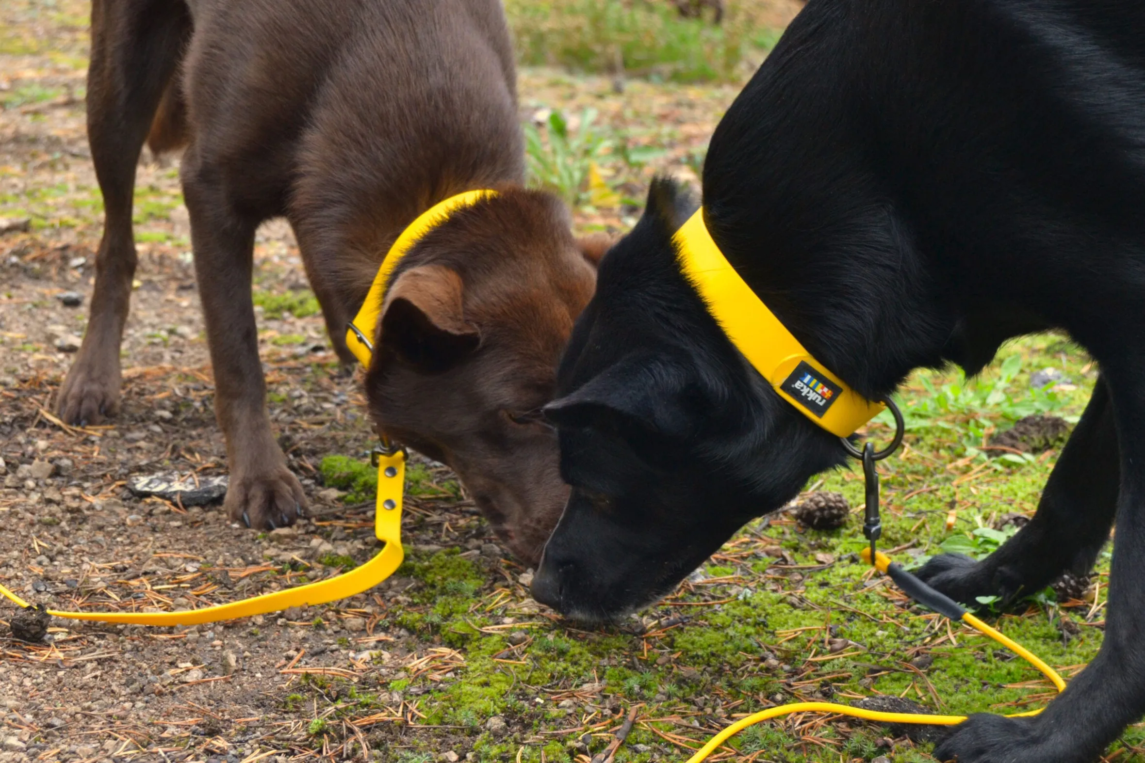 Rukka Pets Biodipro Collar