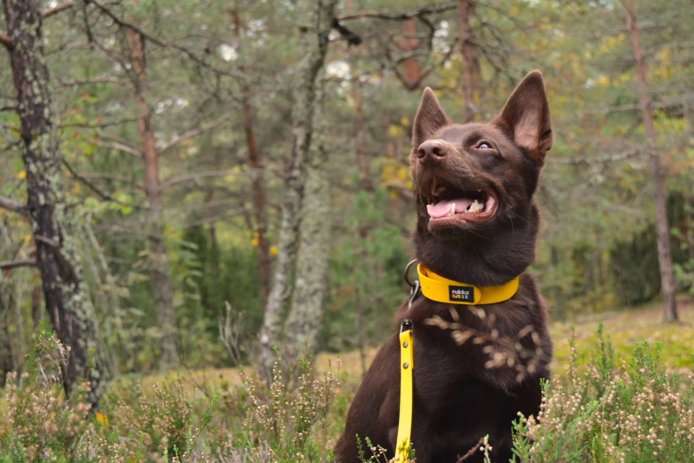 Rukka Pets Biodipro Collar
