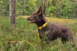 Rukka Pets Biodipro Collar