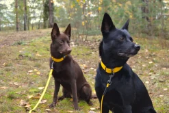 Rukka Pets Biodipro Collar