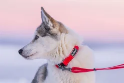 Rukka Pets Bliss collar