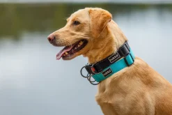 Rukka Pets Bliss collar
