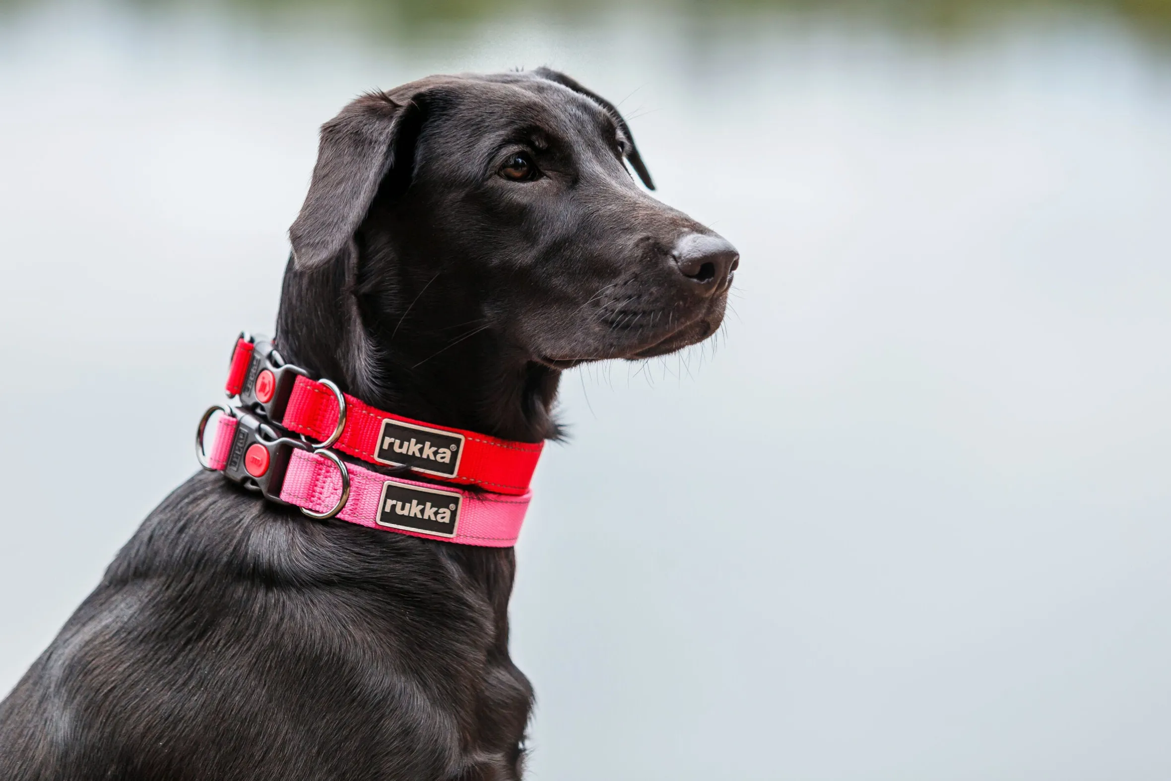 Rukka Pets Bliss collar