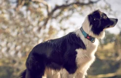 Rukka Pets Bliss collar