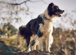 Rukka Pets Bliss collar