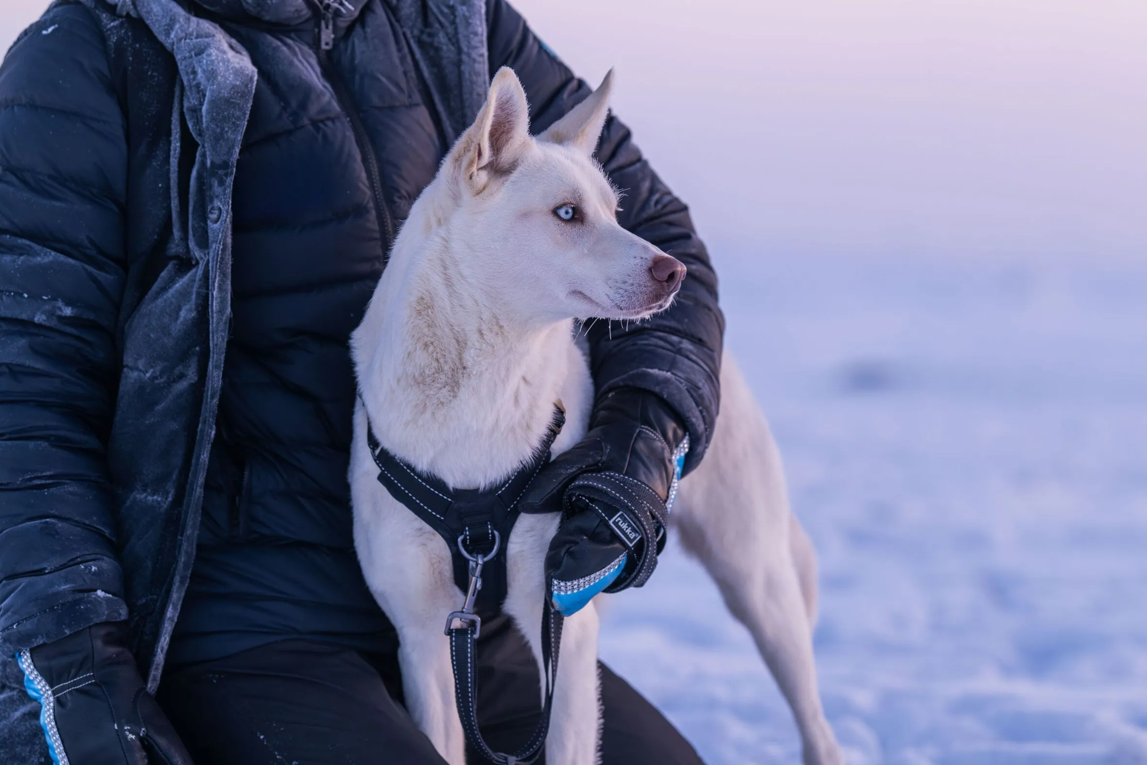 Rukka Pets Bliss Harness