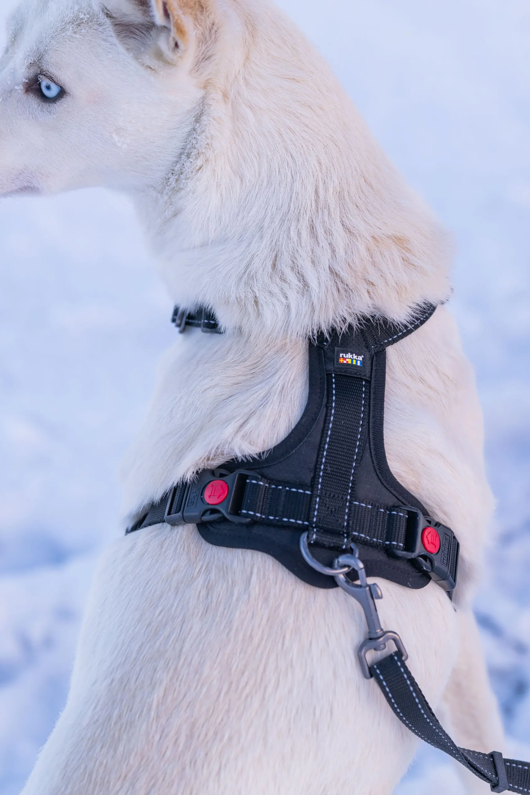 Rukka Pets Bliss Harness