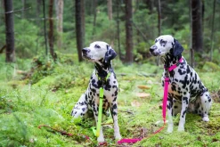 Rukka Pets Bliss neon collar