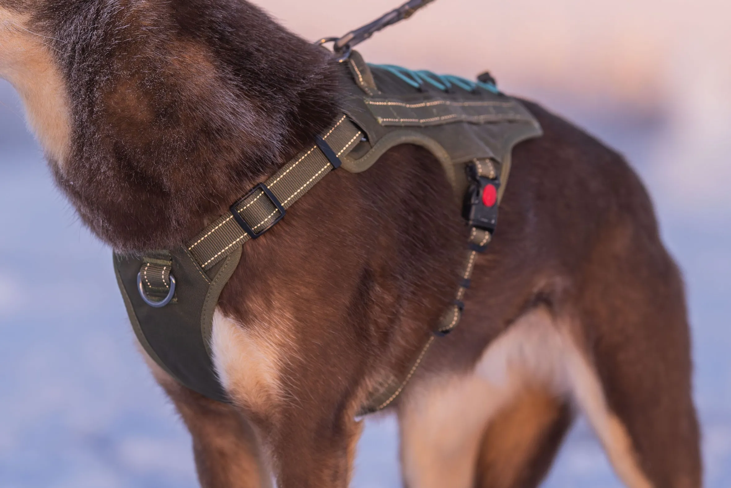 Rukka Pets Bliss x trek Harness