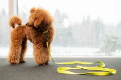Rukka Pets Cheery tiny leash