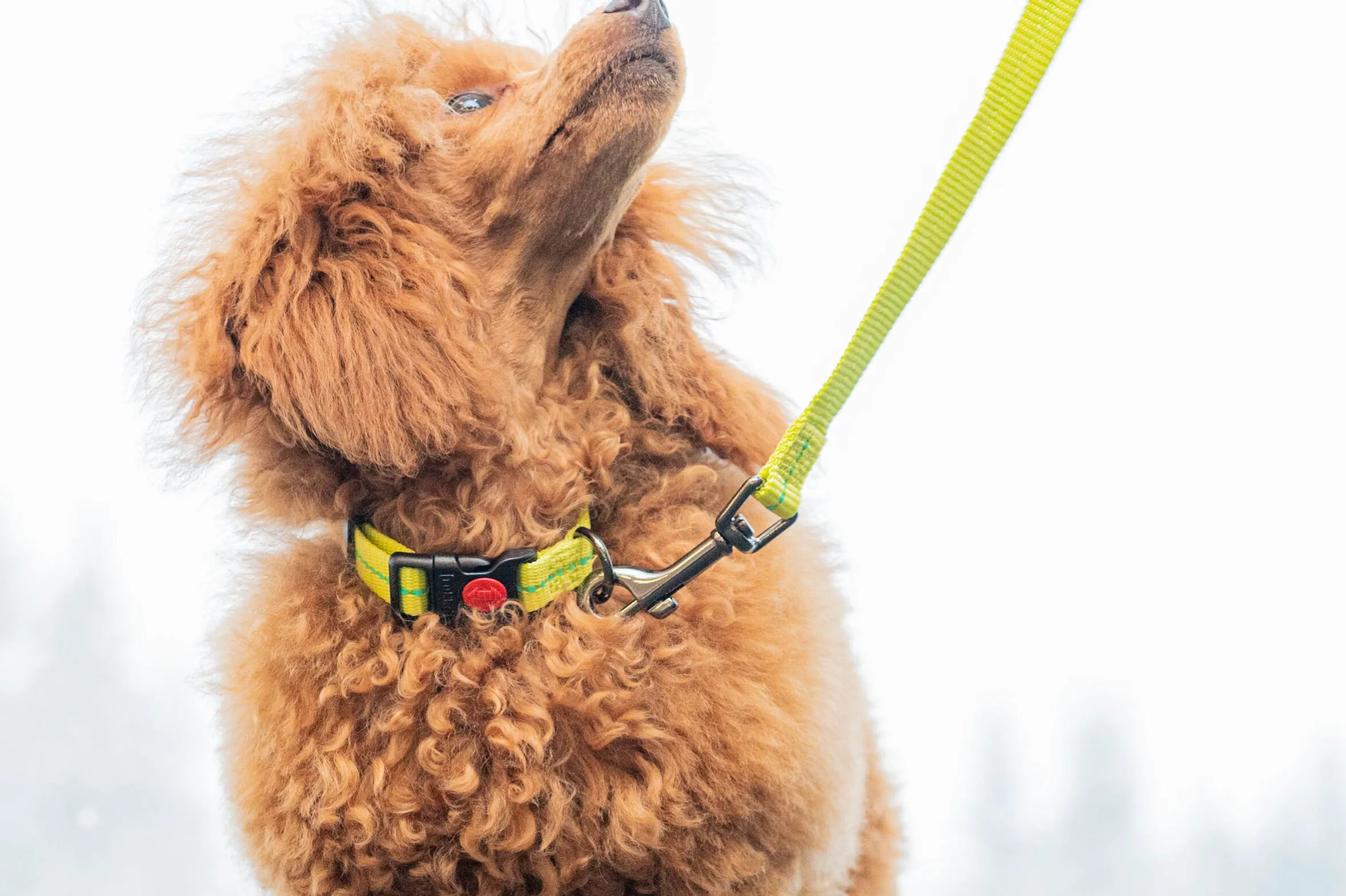Rukka Pets Cheery tiny leash