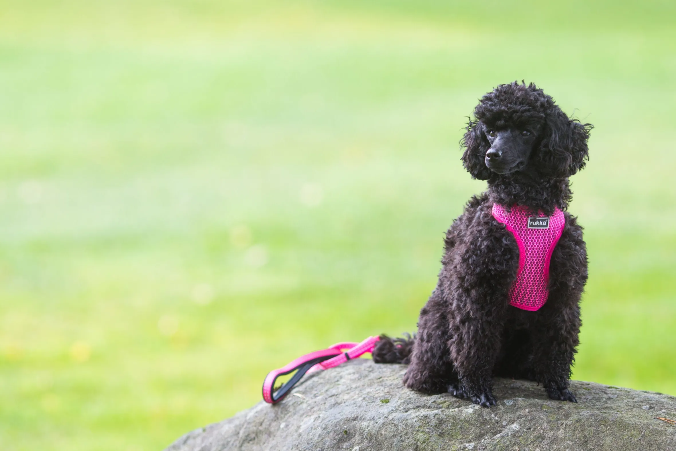 Rukka Pets Comfort air harness