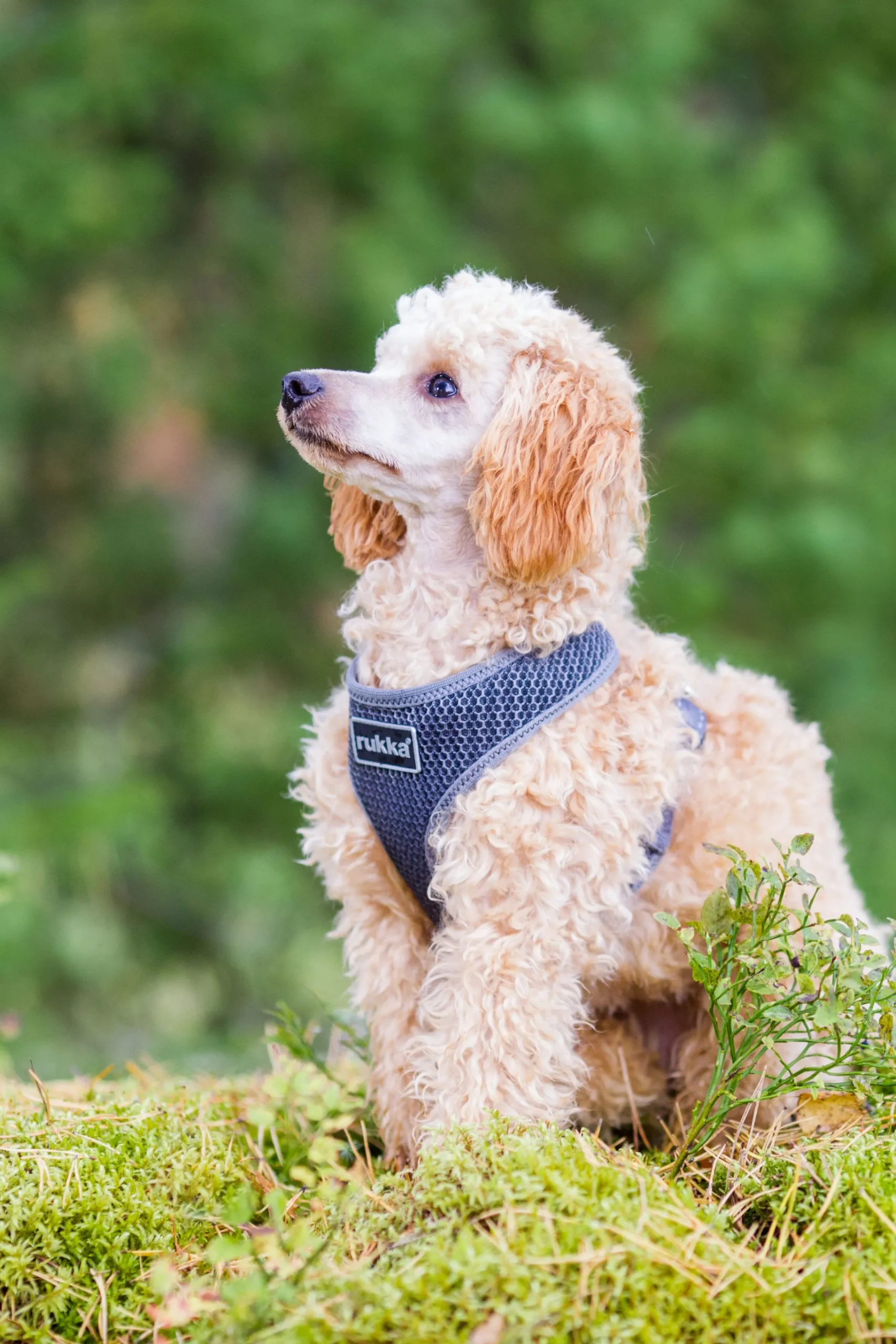 Rukka Pets Comfort air harness