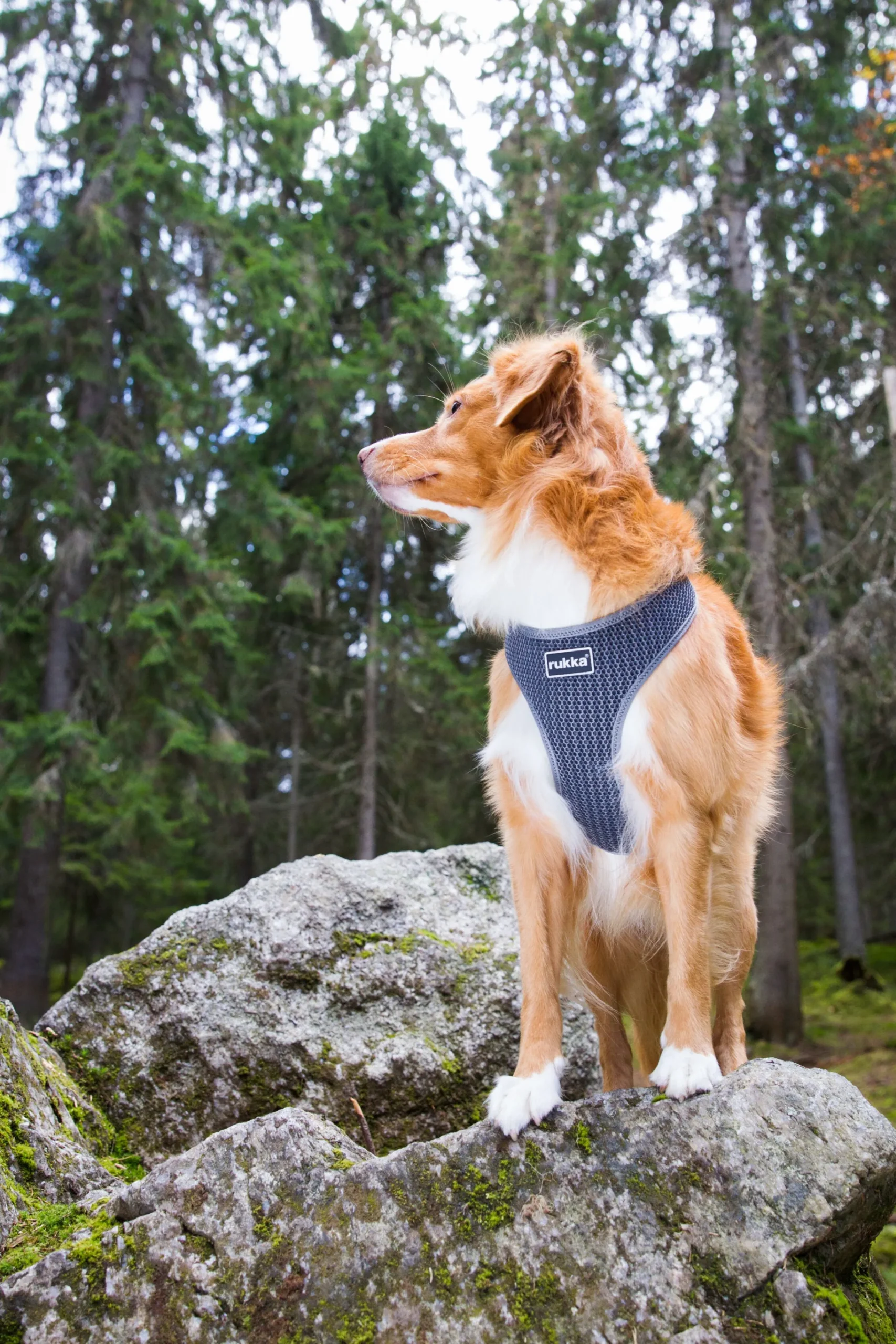 Rukka Pets Comfort air harness