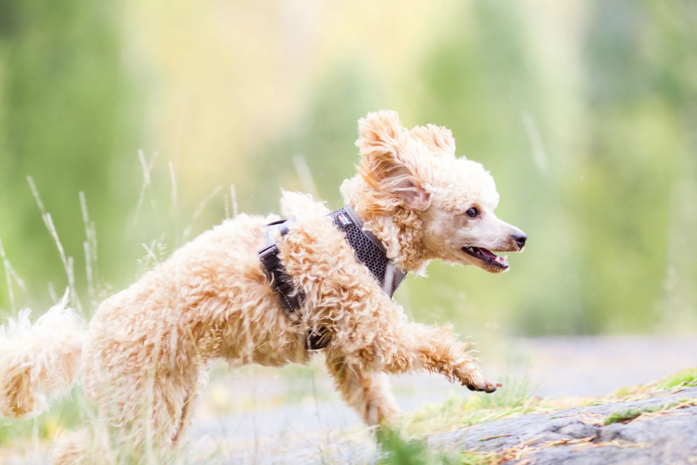 Rukka Pets Comfort air harness