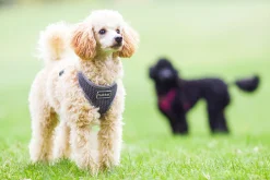 Rukka Pets Comfort air harness