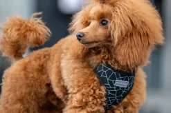 Rukka Pets Cube mini harness