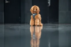 Rukka Pets Cube mini harness