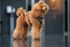Rukka Pets Cube mini harness