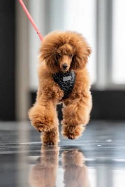 Rukka Pets Cube mini harness