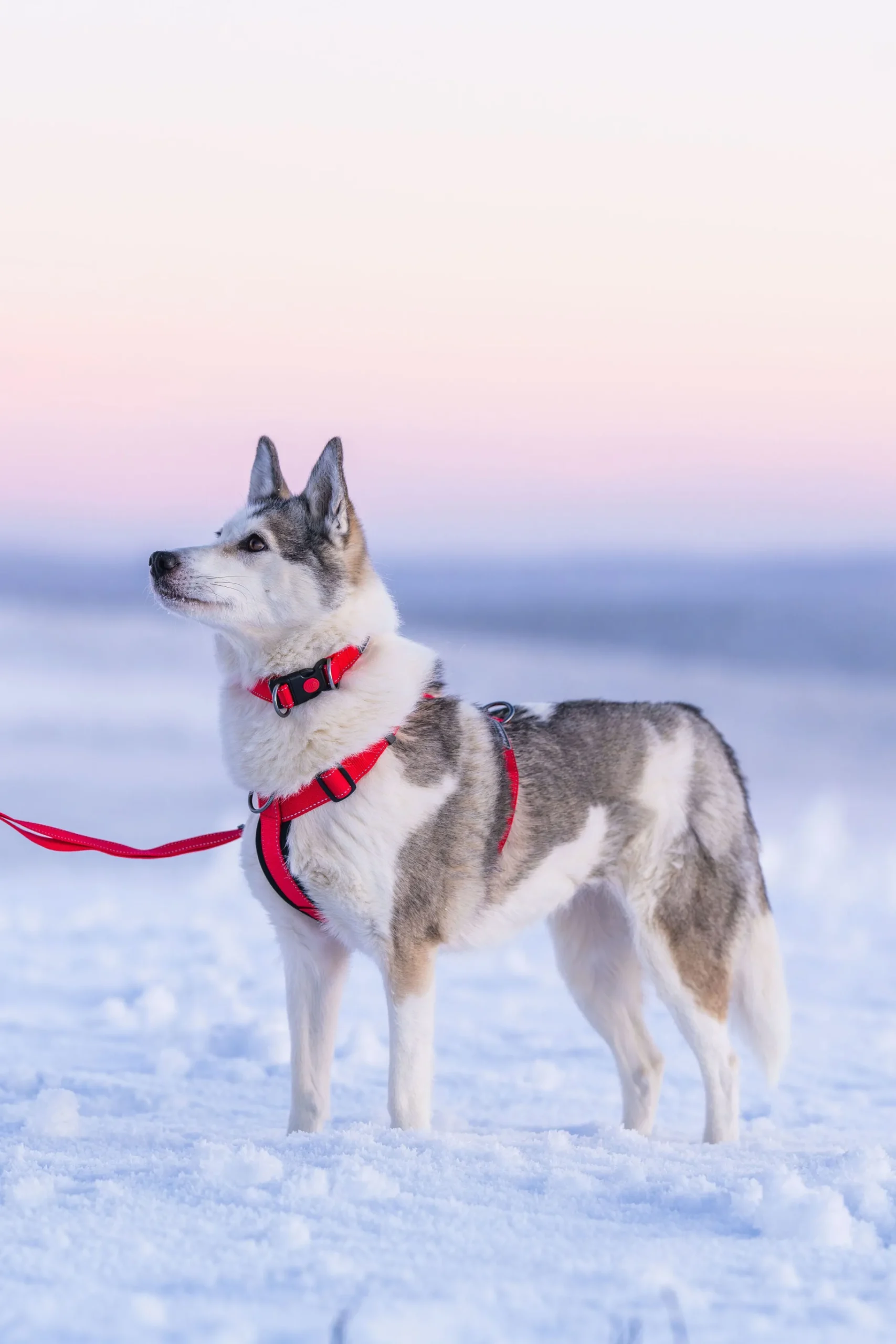 Rukka Pets Form harness