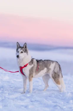 Rukka Pets Form harness
