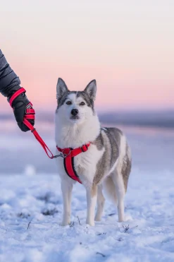 Rukka Pets Form harness