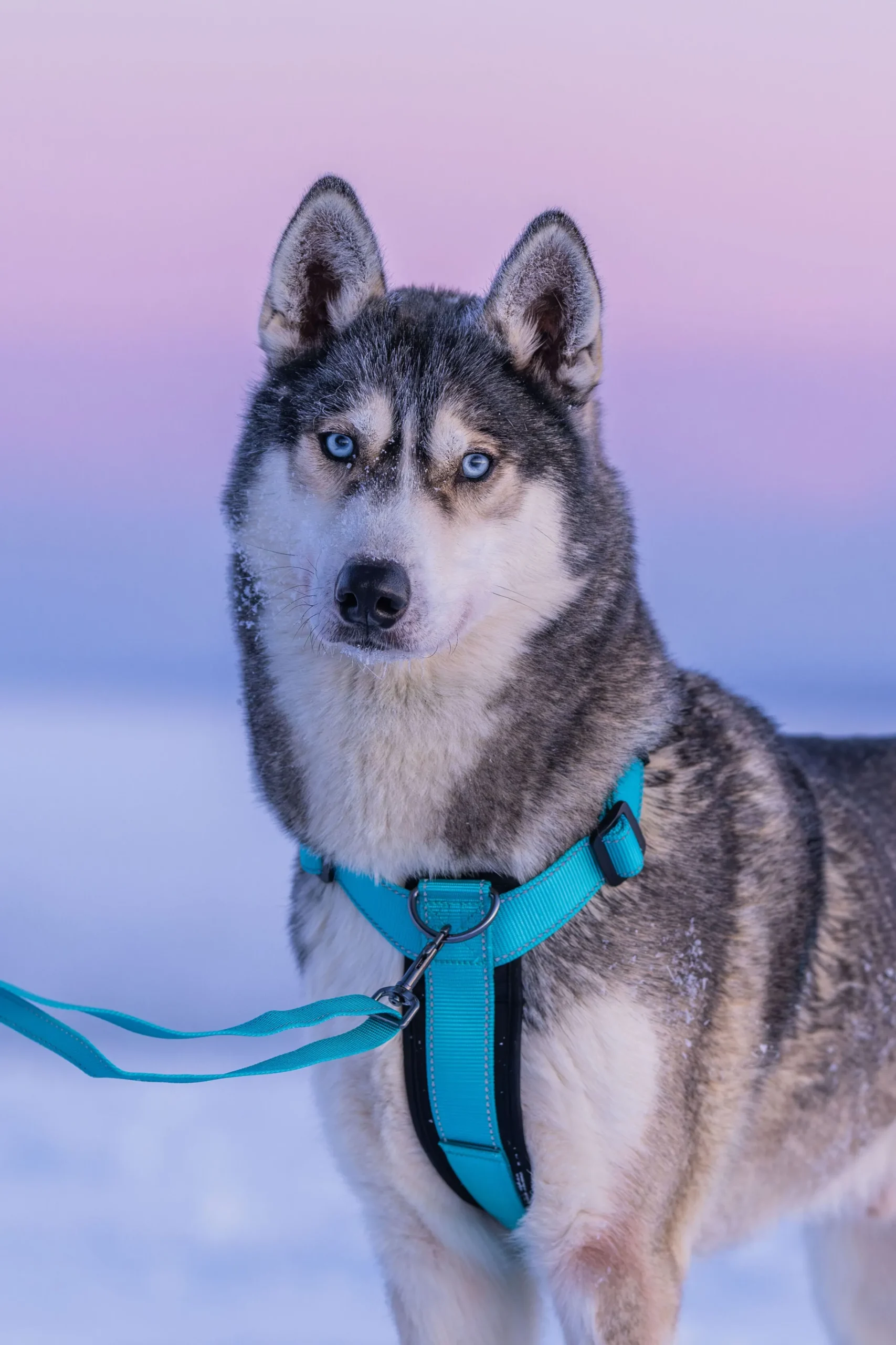 Rukka Pets Form harness