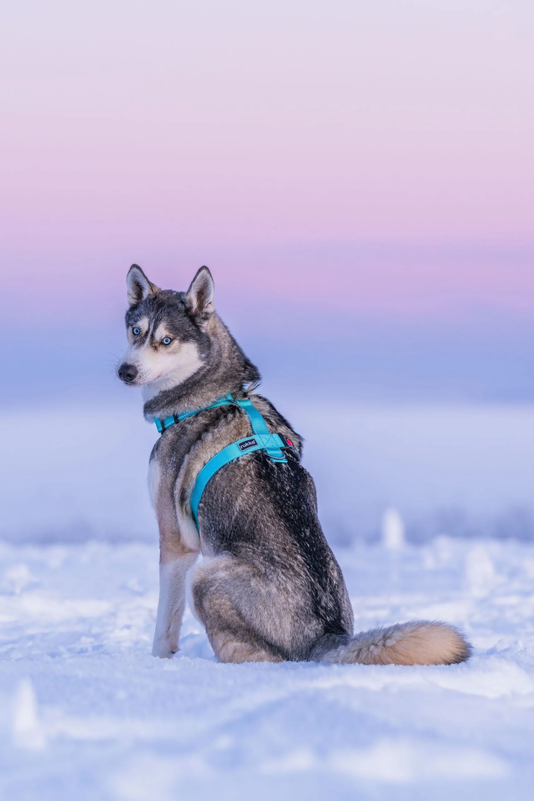 Rukka Pets Form harness