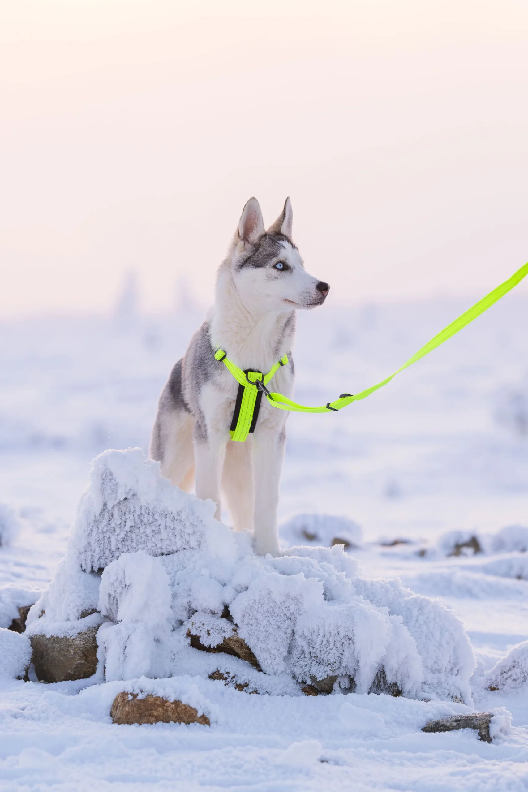 Rukka Pets Form neon harness