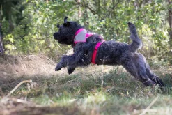 Rukka Pets Form neon harness