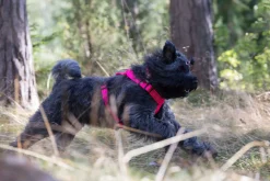 Rukka Pets Form neon harness