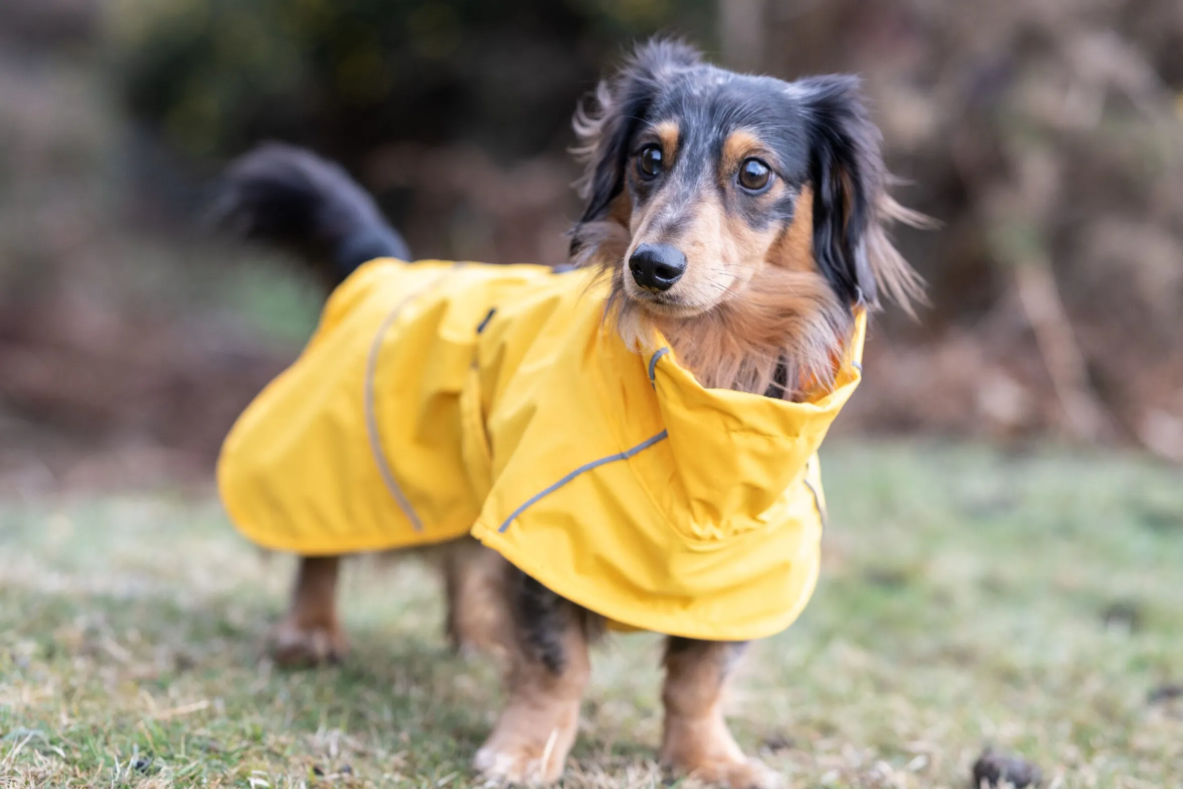 Rukka Pets Hayton x raincoat