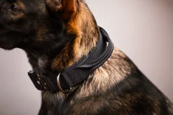 Rukka Pets Mission collar