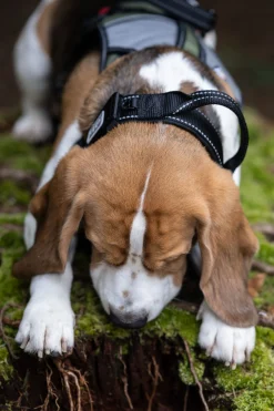 Rukka Pets Mission collar