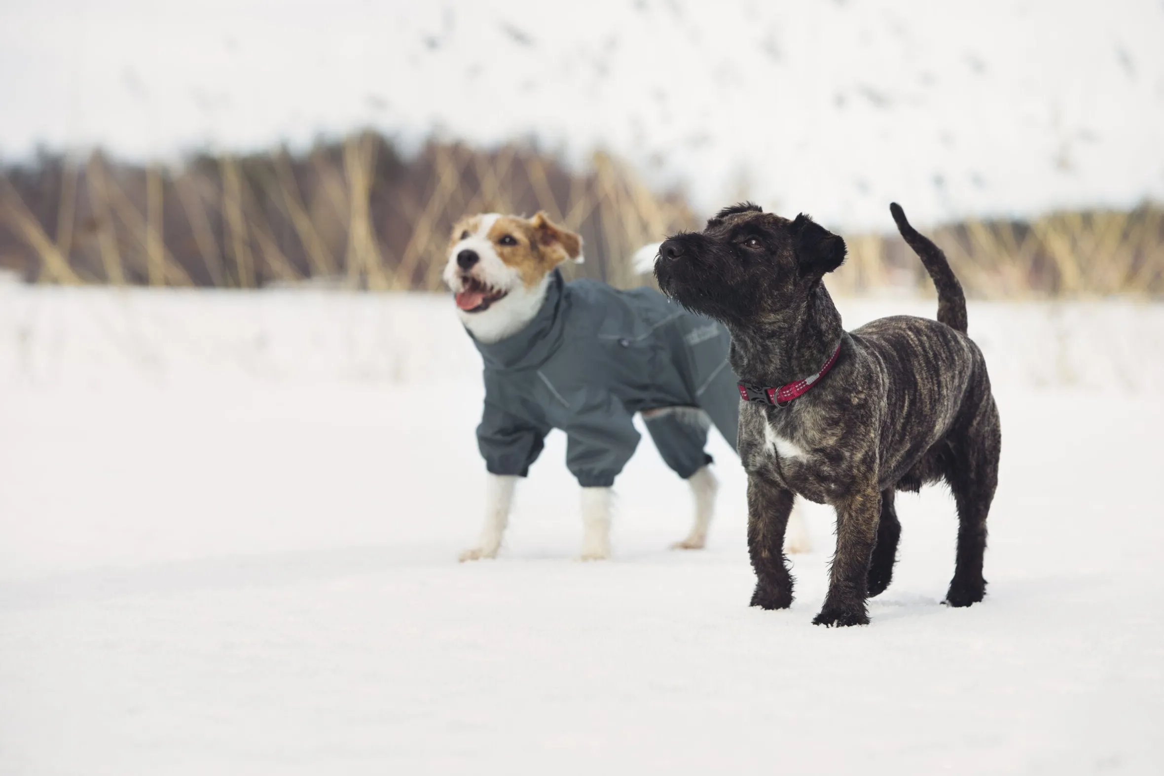 Rukka Pets Protect overall
