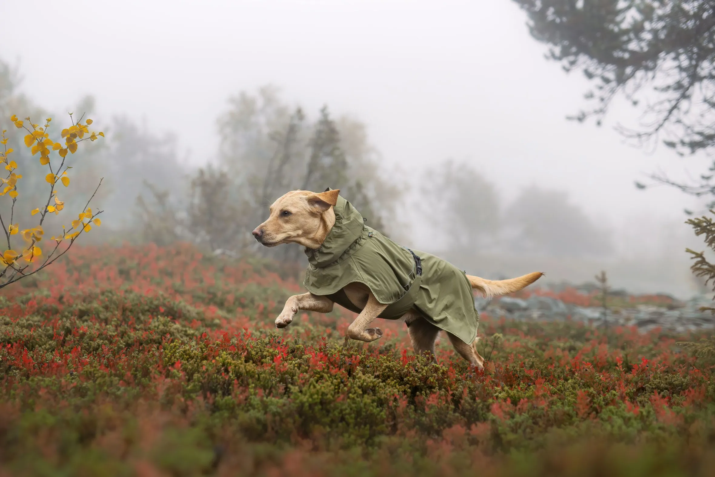 Rukka Pets Ripple Raincoat