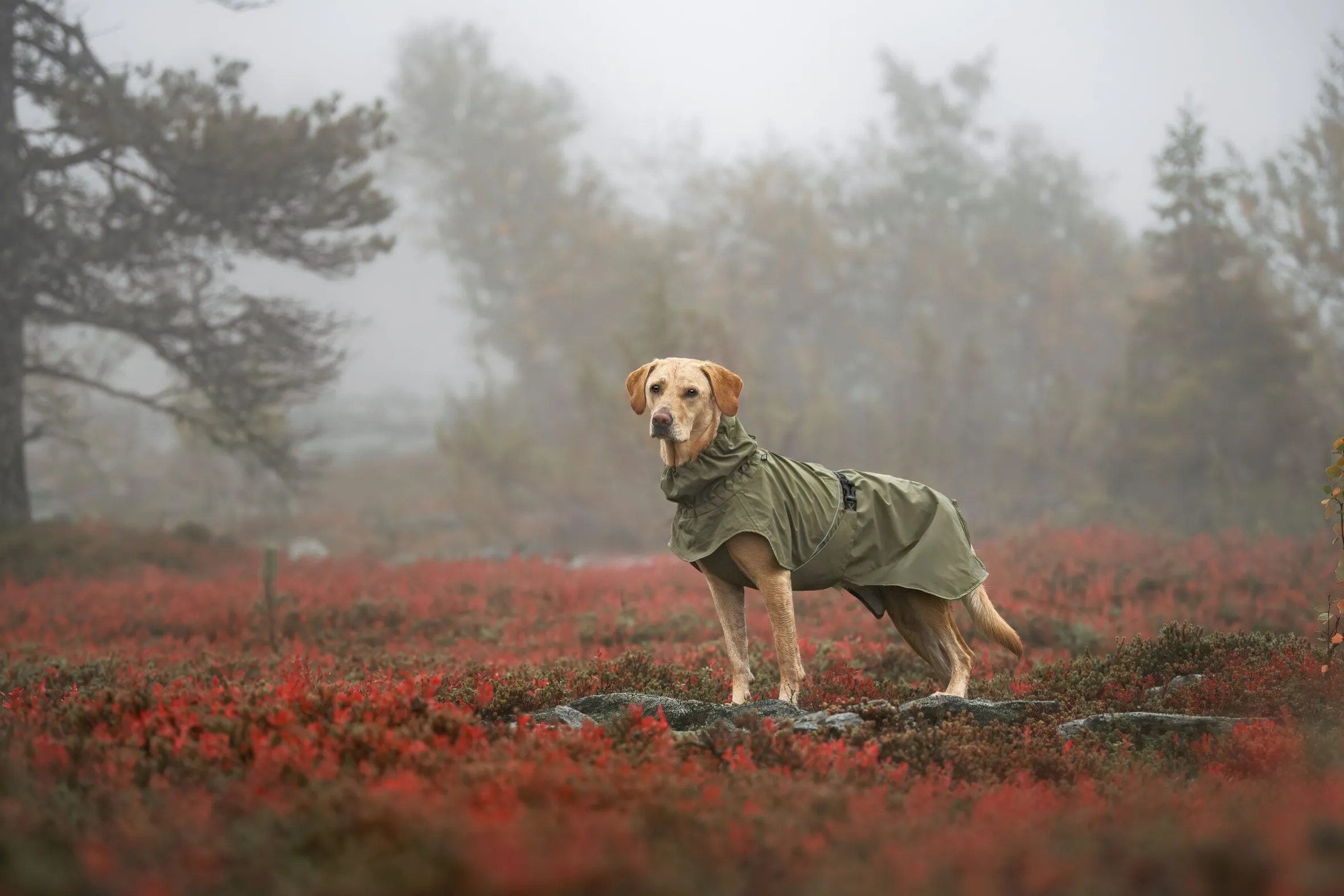 Rukka Pets Ripple Raincoat