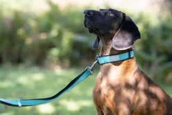 Rukka Pets Solid collar