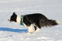 Rukka Pets Solid harness