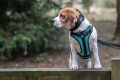 Rukka Pets Solid harness
