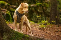 Rukka Pets Star harness