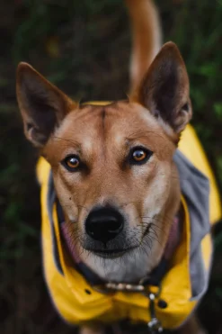 Rukka Pets Stream raincoat